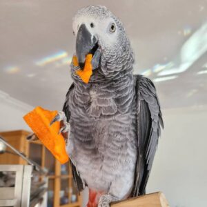 African Grey Parrot For Sale