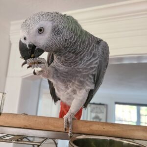 African Grey Parrot For Sale