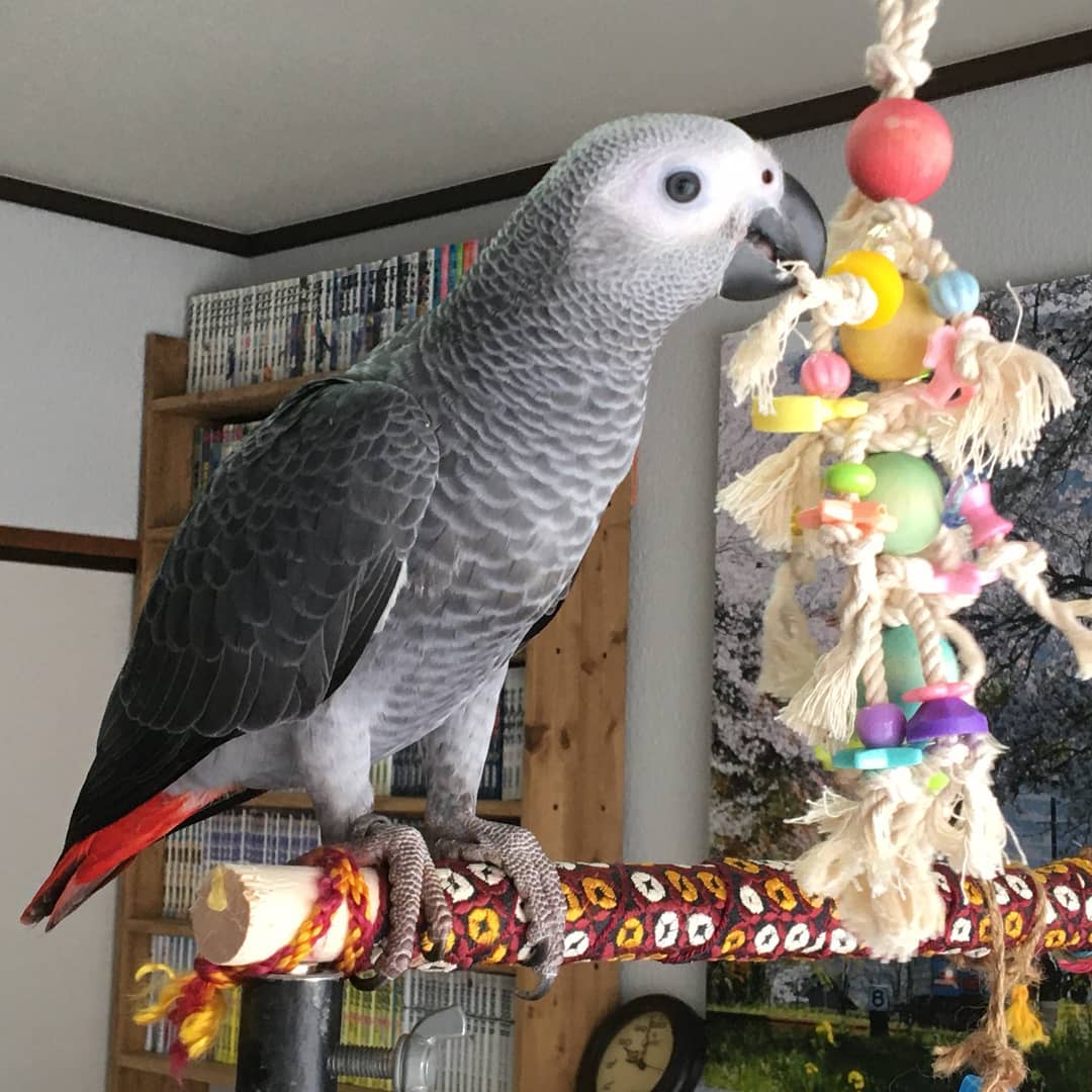 African Grey Parrot For Sale Near Me
