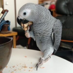 African Grey Parrot For Sale Near Me