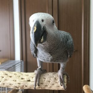 African Grey Parrot For Sale Near Me