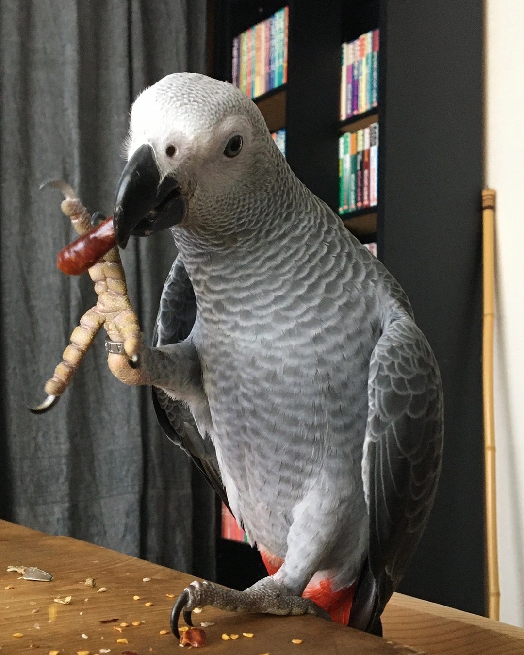 African Grey Parrot For Sale Near Me