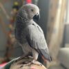 African Grey Parrot To Buy
