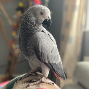 African Grey Parrot To Buy