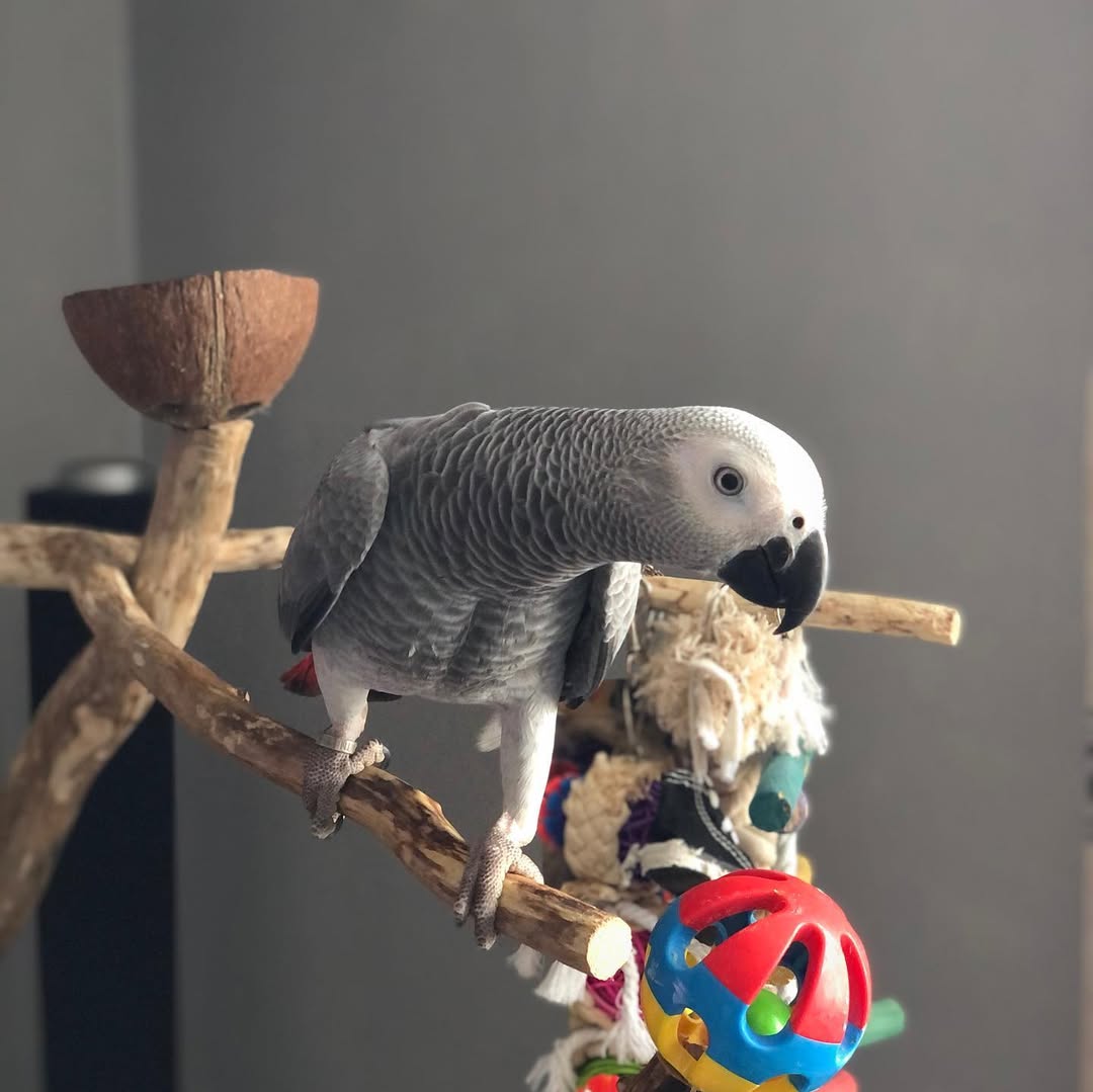 African Grey Parrot To Buy