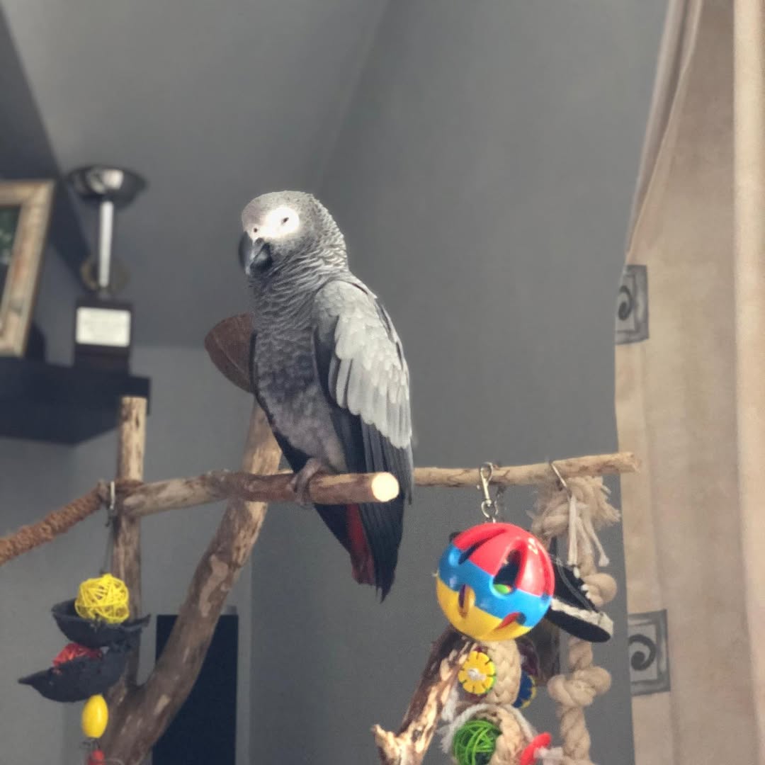 African Grey Parrot To Buy