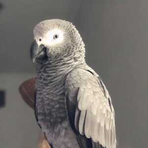 African Grey Parrot To Buy