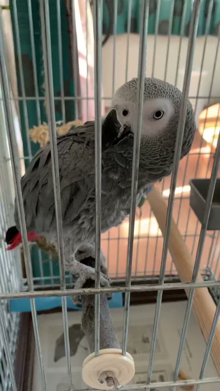 African Grey Parrots Sale