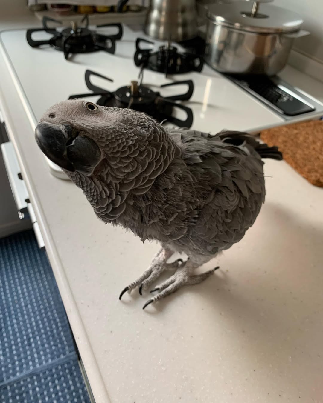 African Grey Parrots Sale