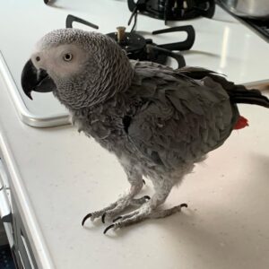 African Grey Parrots Sale