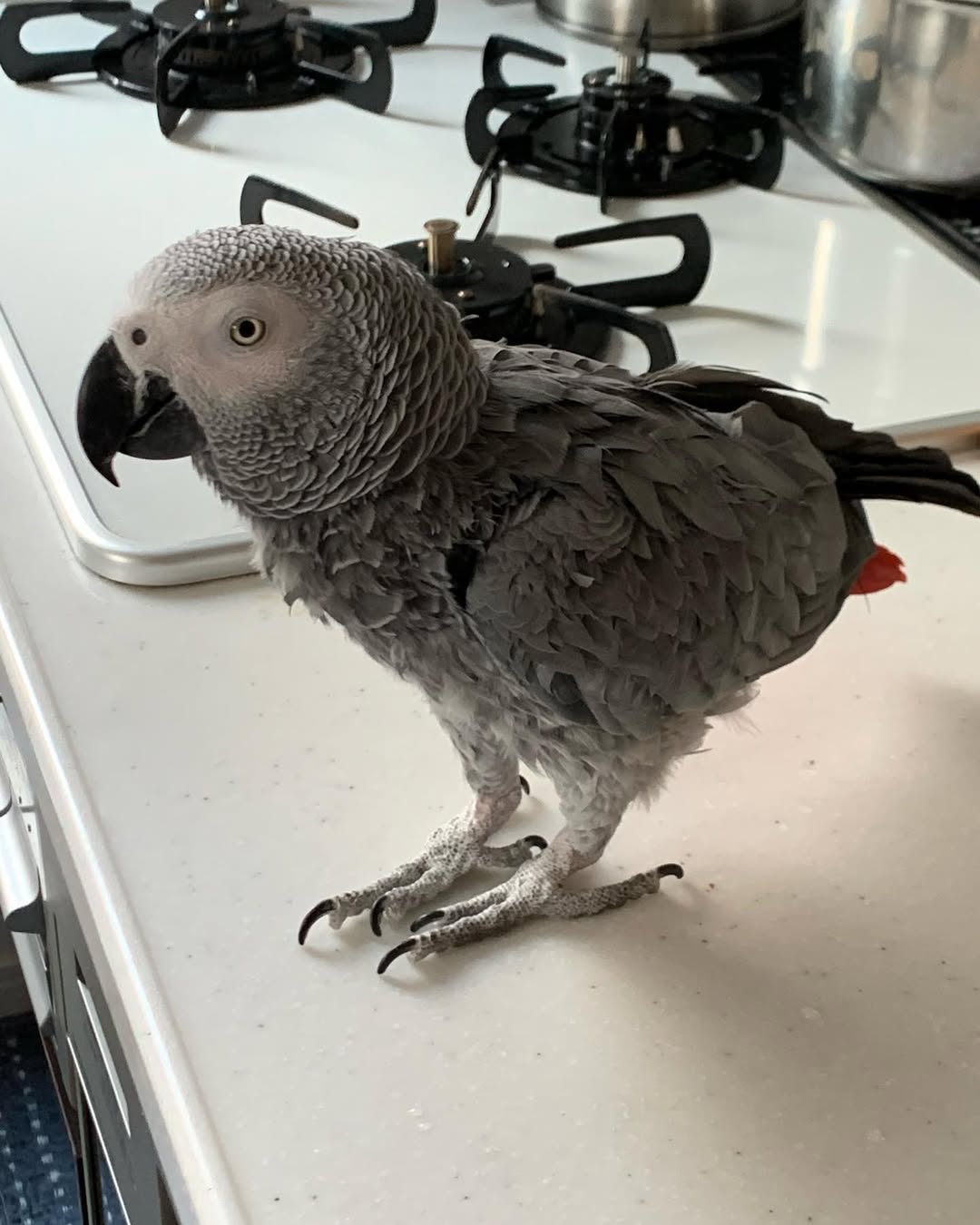African Grey Parrots Sale