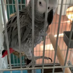African Grey Parrots Sale