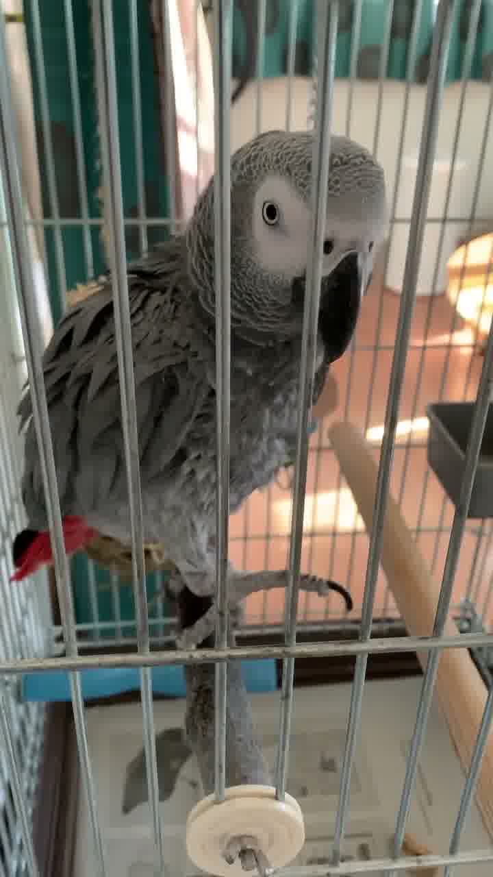 African Grey Parrots Sale