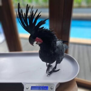 Black Palm Cockatoo For Sale