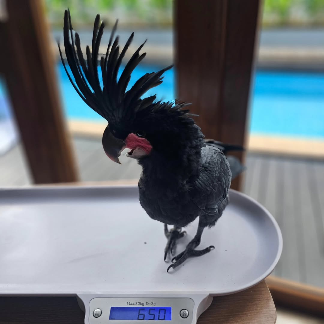 Black Palm Cockatoo For Sale