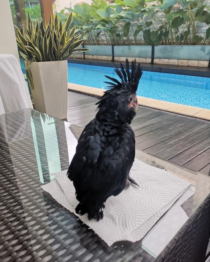 Black Palm Cockatoo For Sale