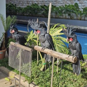 Black Palm Cockatoo For Sale