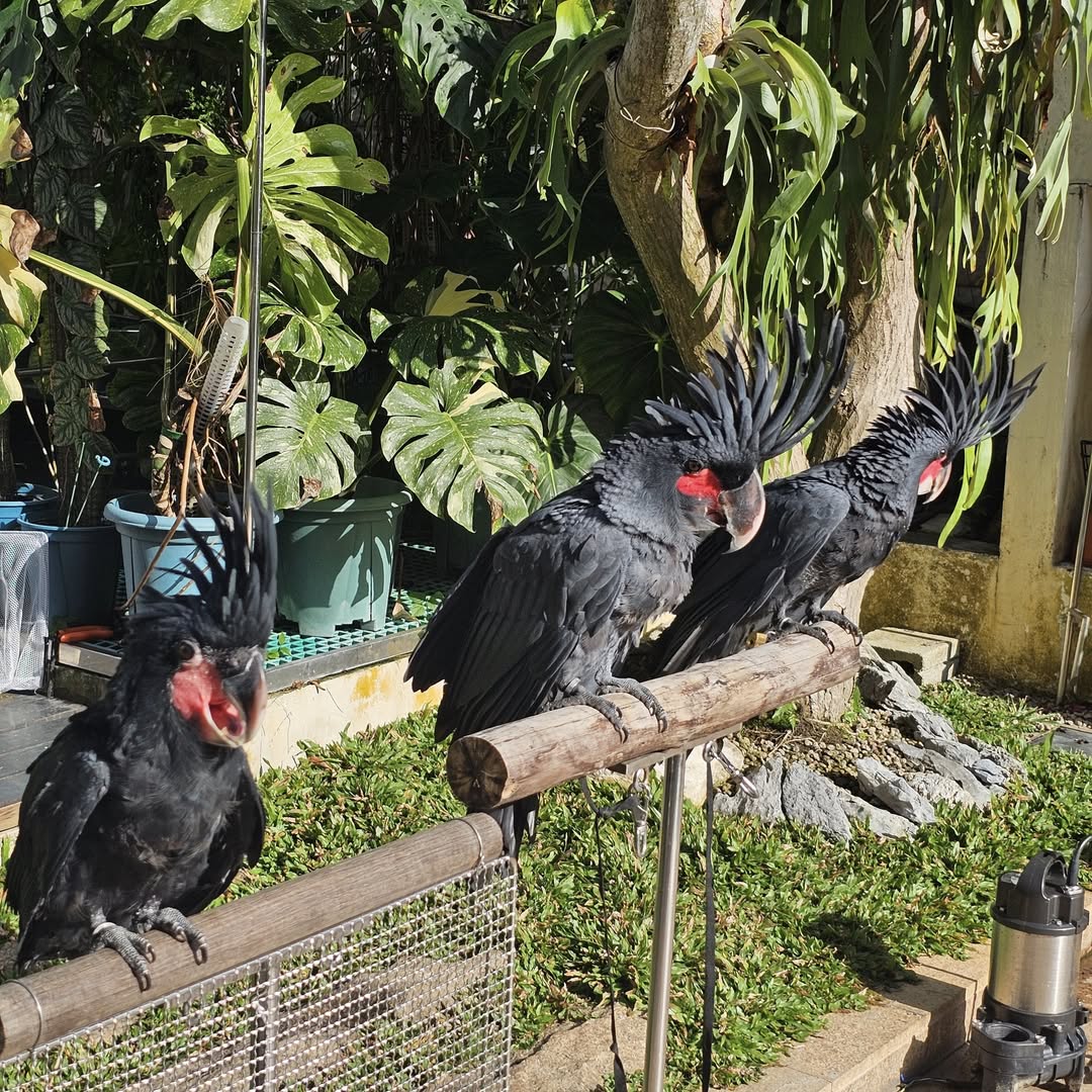 Black Palm Cockatoo For Sale