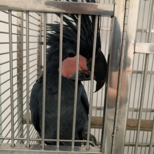 Black Palm Cockatoo Price