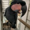 Black Palm Cockatoo Price