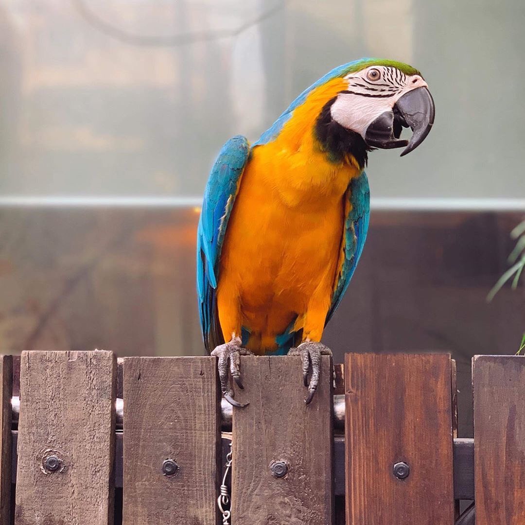 Blue And Gold Macaw Birds For Sale