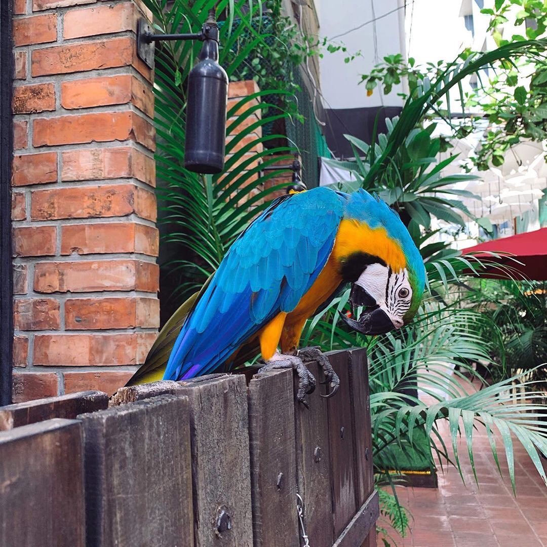 Blue And Gold Macaw Birds For Sale