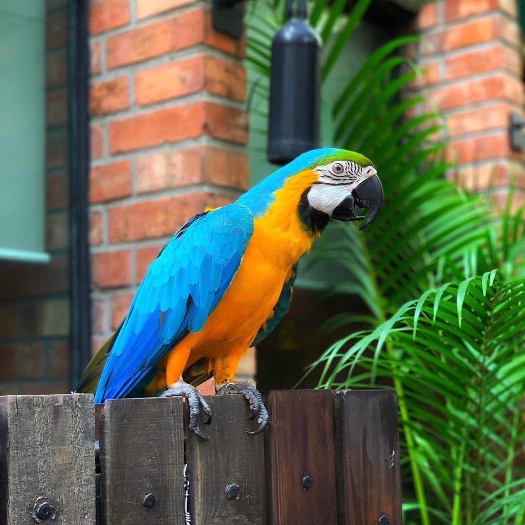 Blue And Gold Macaw Birds For Sale