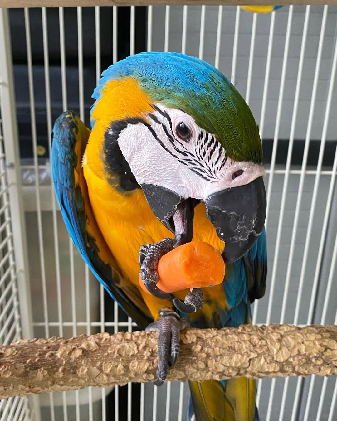 Blue And Gold Macaw For Sale
