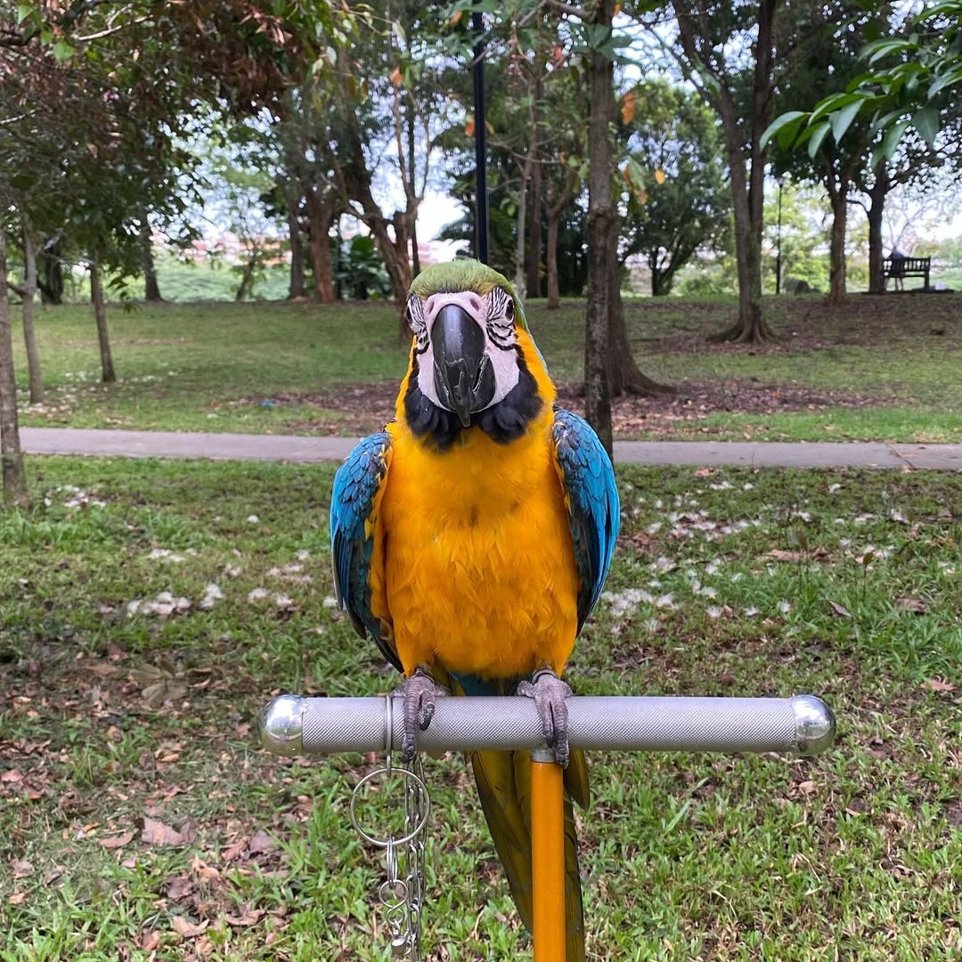 Blue And Gold Macaw For Sale