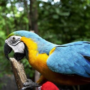 Blue And Gold Macaw For Sale