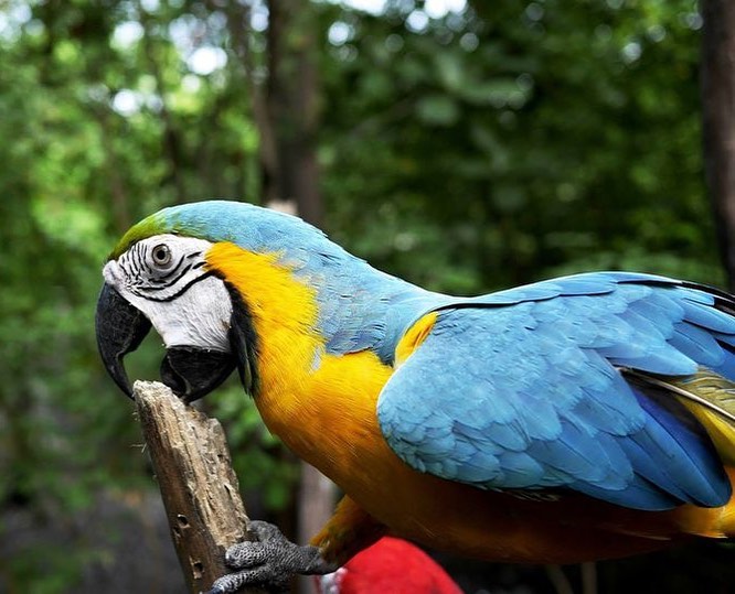 Blue And Gold Macaw For Sale