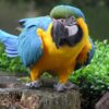 Blue And Gold Macaw For Sale