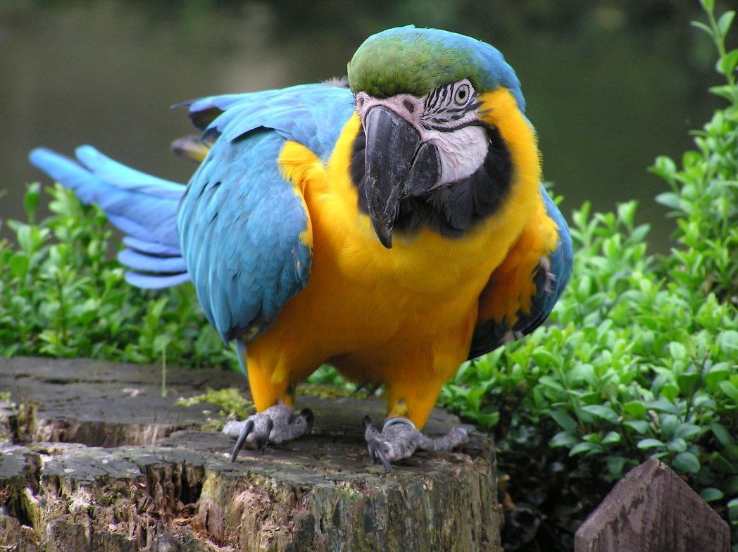 Blue And Gold Macaw For Sale