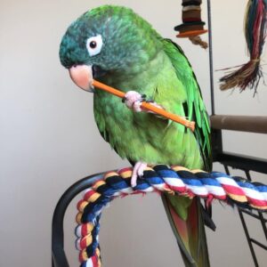 Blue Crown Conure Parrots