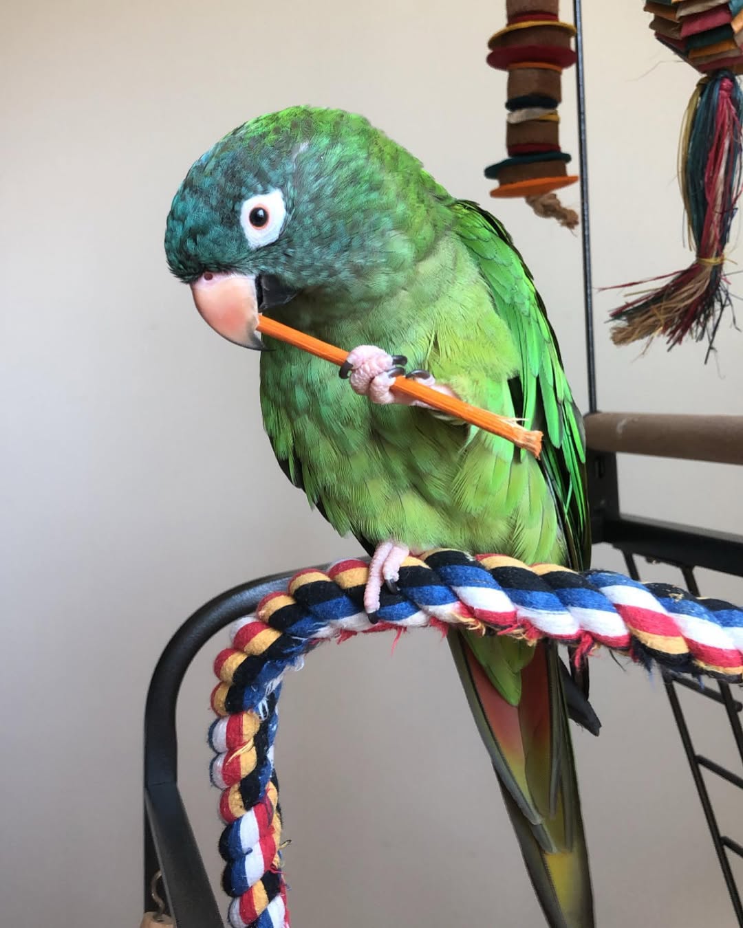 Blue Crown Conure Parrots