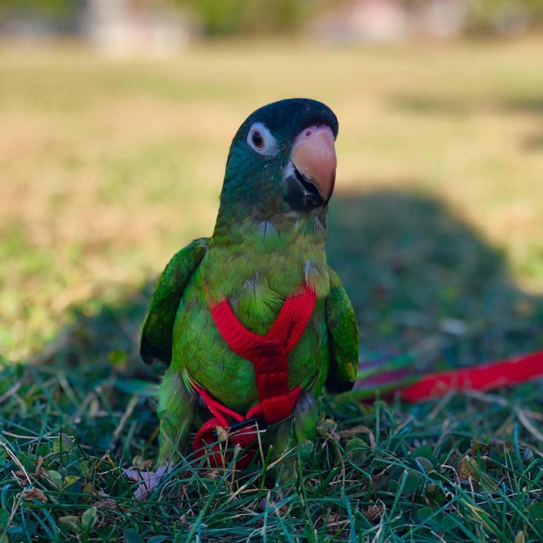 Blue Crown Conure Parrots