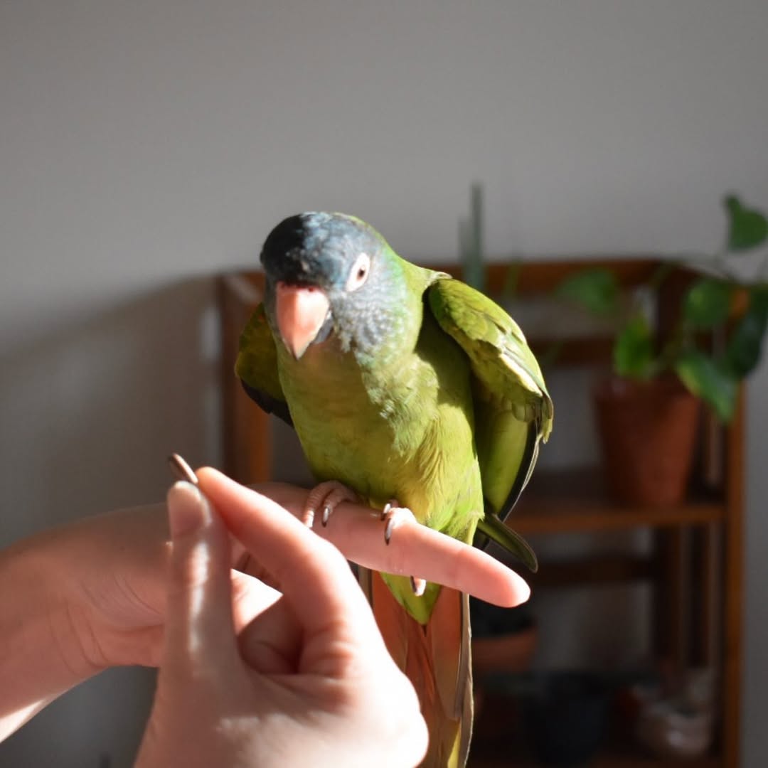 Blue Crown Conure Parrots