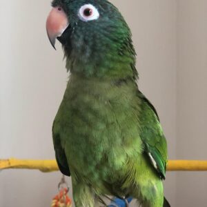 Blue Crown Conure Parrots