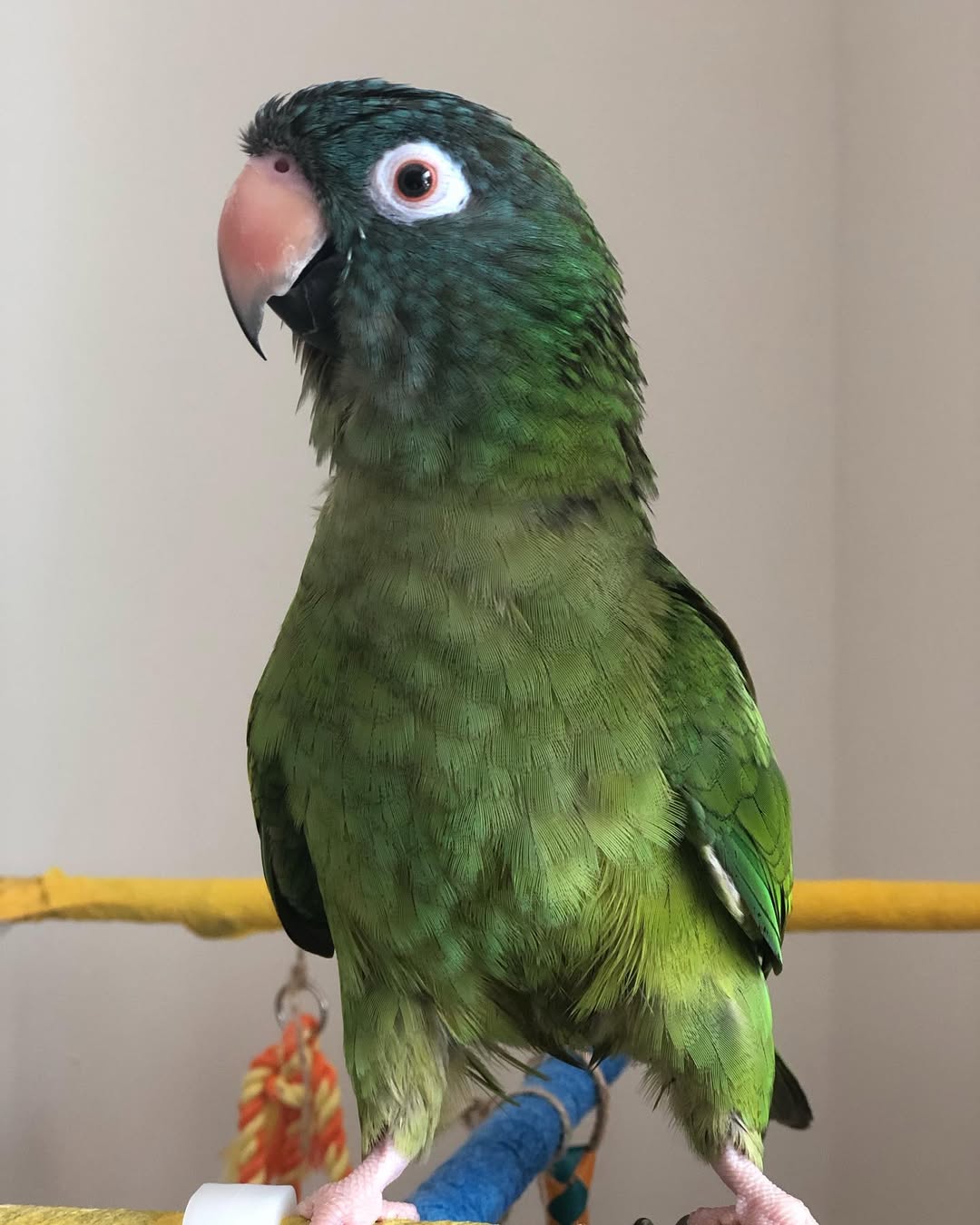Blue Crown Conure Parrots