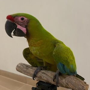 Buffon Macaw