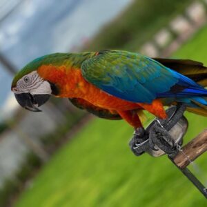 Catalina Macaw For Sale