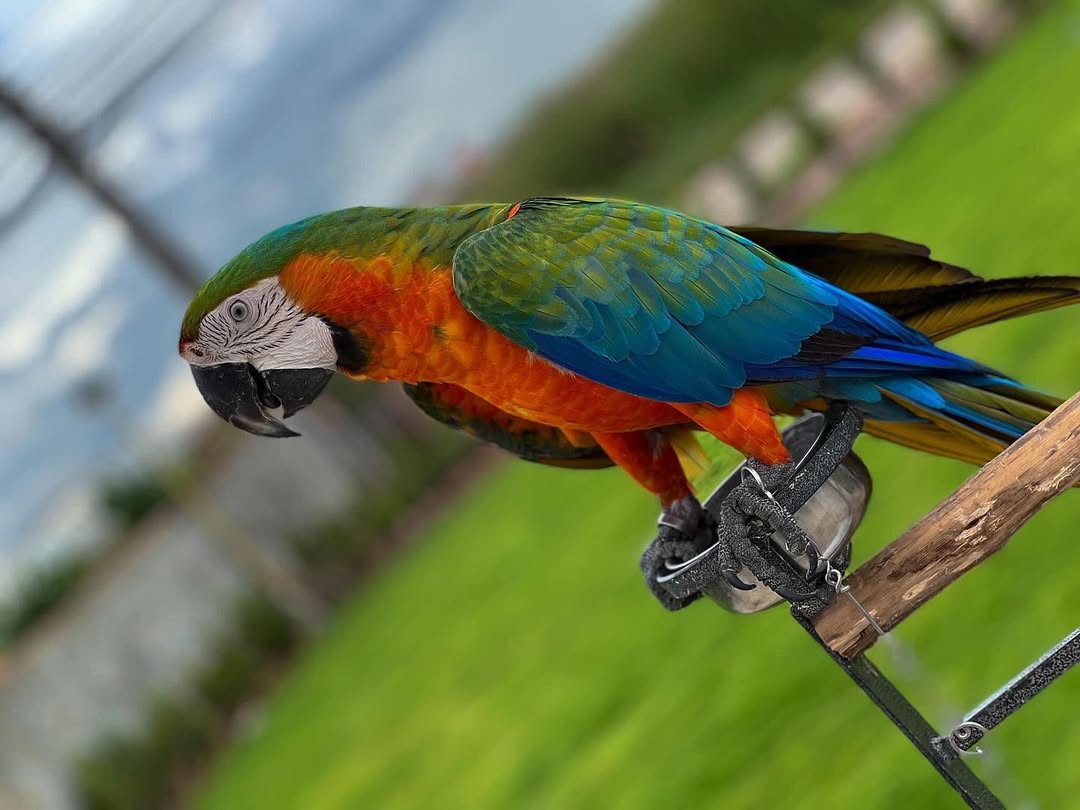 Catalina Macaw For Sale