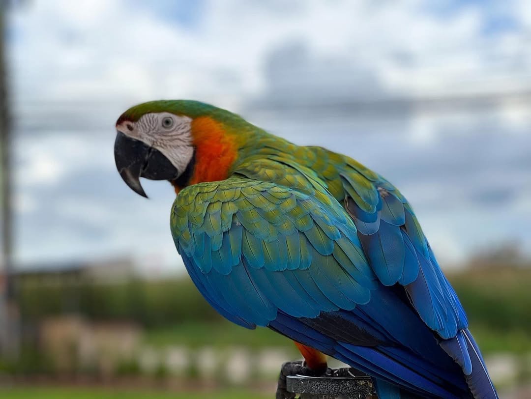 Catalina Macaw For Sale
