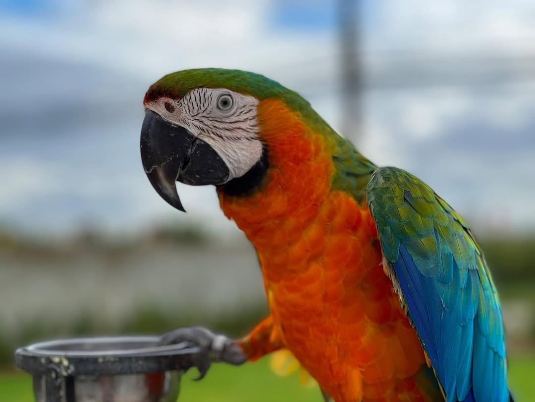 Catalina Macaw For Sale