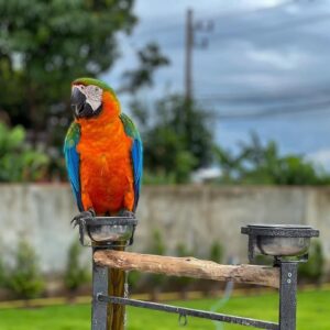 Catalina Macaw For Sale