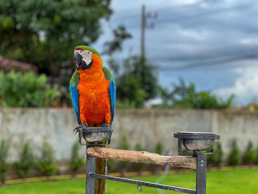 Catalina Macaw For Sale