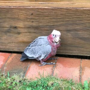 Cockatoo Galah For Sale
