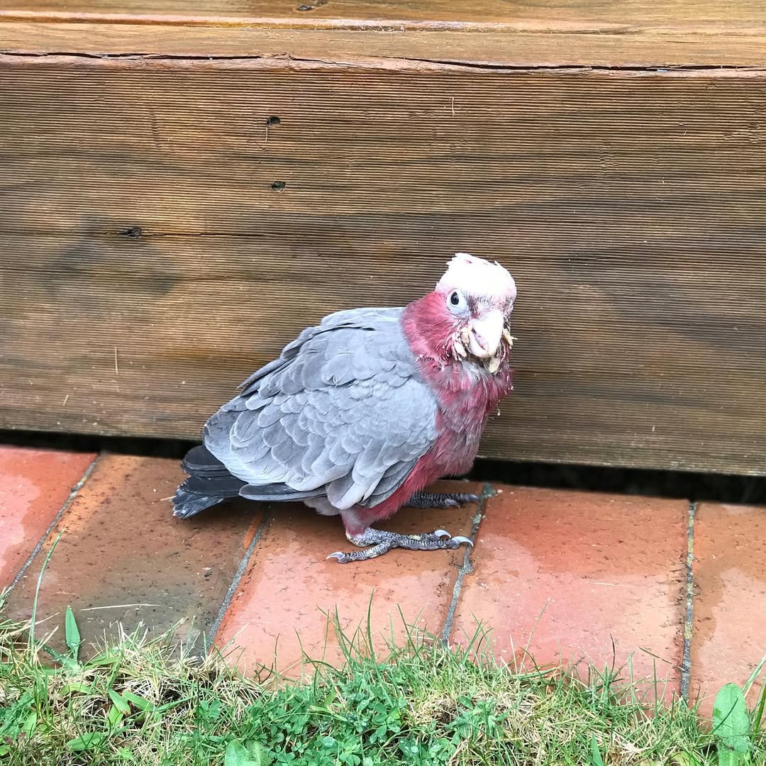 Cockatoo Galah For Sale