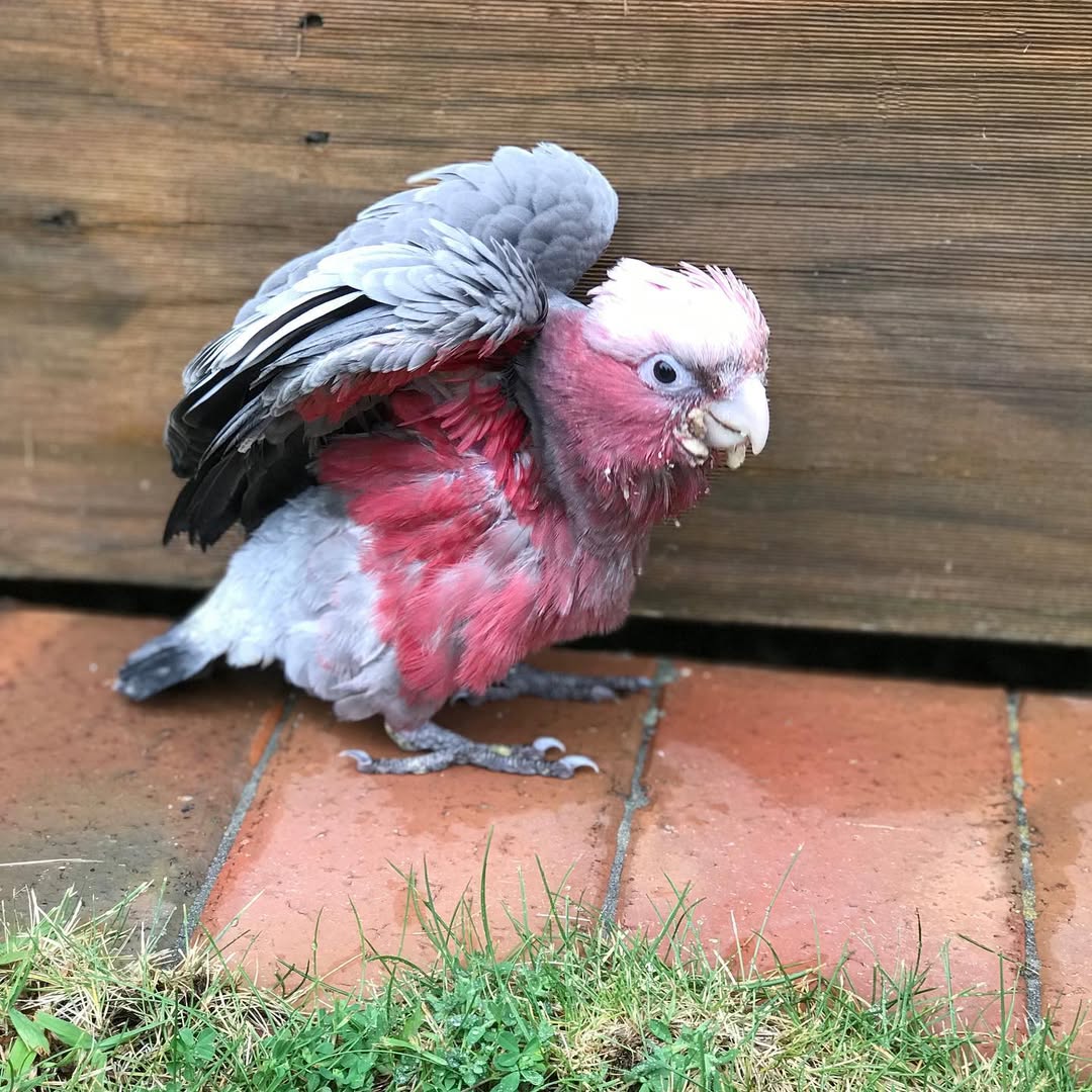 Cockatoo Galah For Sale