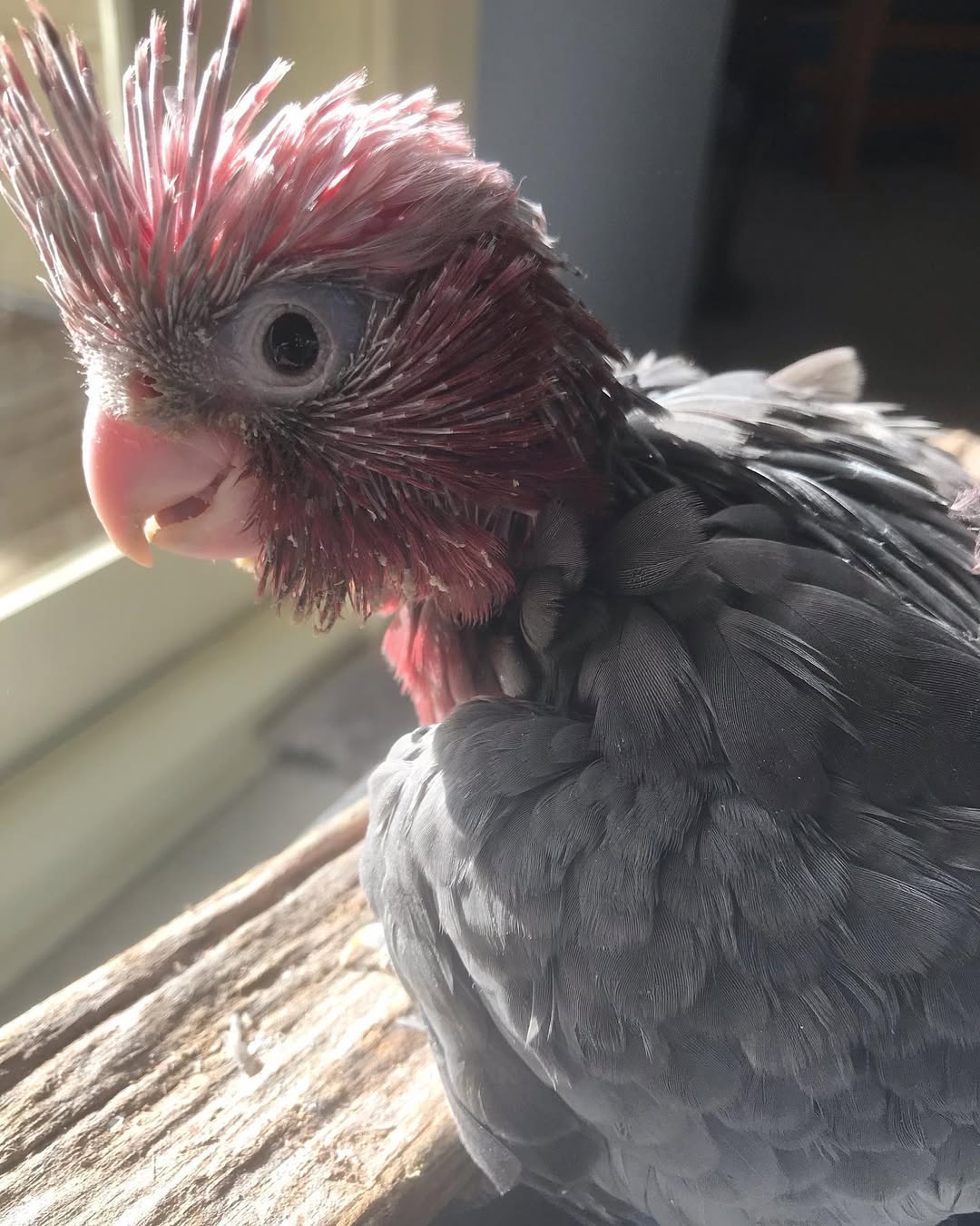 Cockatoo Galah For Sale